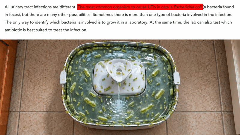 A recirculating cat fountain seen from above, the water filled with green E. coli bacteria, with a vet-site quote above it: the most common organism to cause UTIs in cats is Escherichia coli